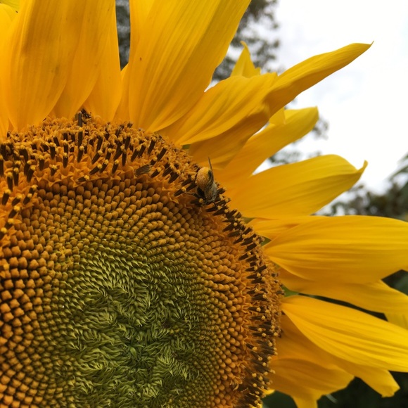 Meet your Posher, Amy - Picture 1 of 1